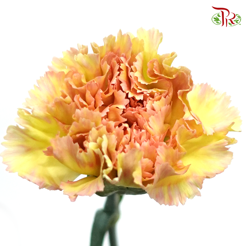 Carnation Special Colour - Golden Armor (18-20 Stems)-Yellow-China-prflorist.com.my