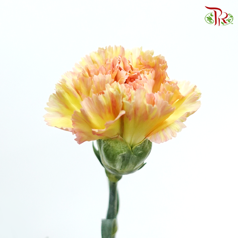 Carnation Special Colour - Golden Armor (18-20 Stems)-Yellow-China-prflorist.com.my