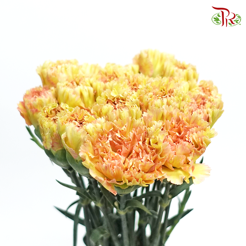 Carnation Special Colour - Golden Armor (18-20 Stems)-Yellow-China-prflorist.com.my
