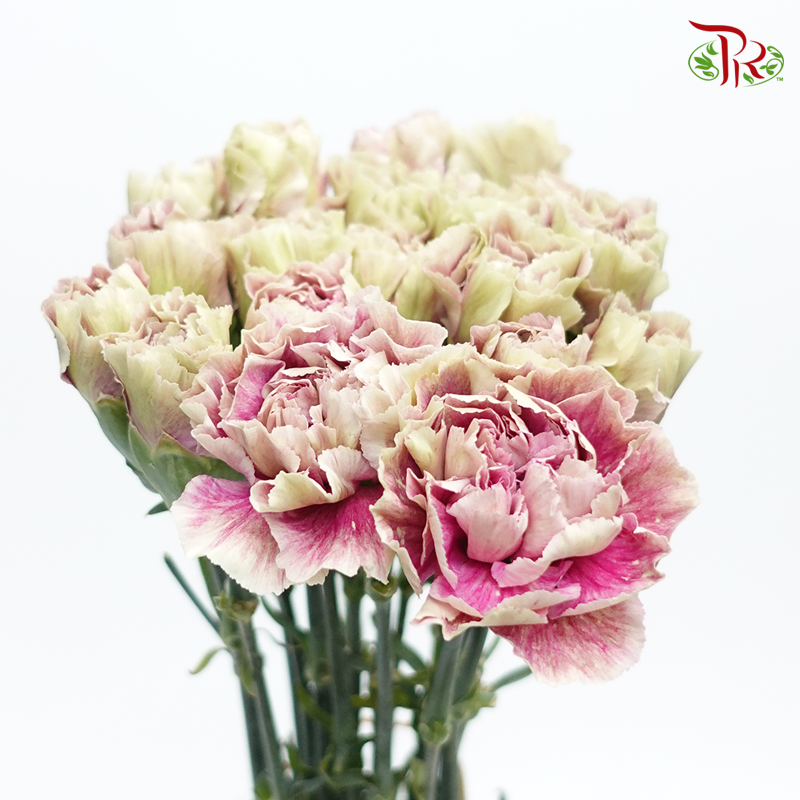 Carnation Special Colour - Grace (18-20 Stems)-Pink-China-prflorist.com.my