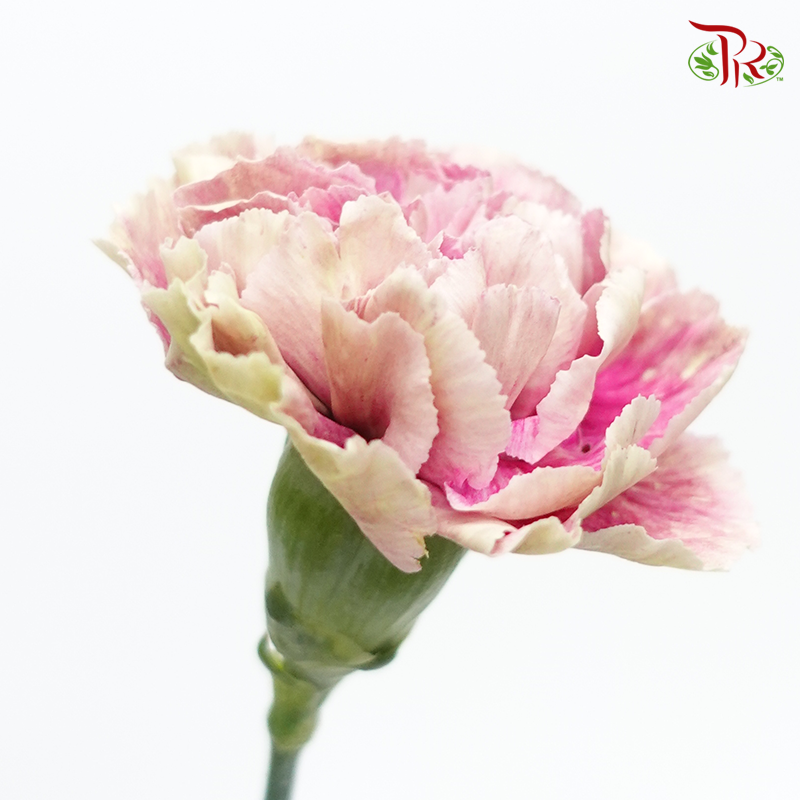 Carnation Special Colour - Grace (18-20 Stems)-Pink-China-prflorist.com.my