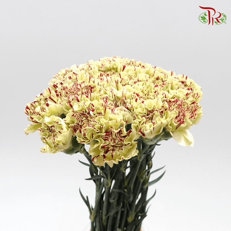 Carnation Special Colour - Green With Red Line ( 18-20stems )-Green-China-prflorist.com.my