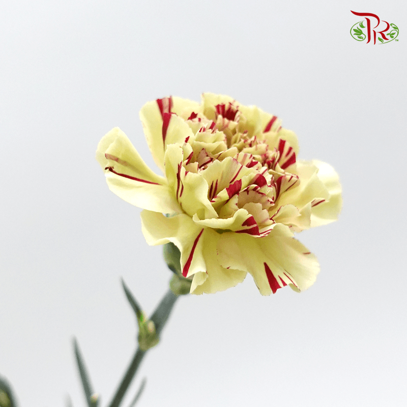 Carnation Special Colour - Green With Red Line ( 18-20stems )-Green-China-prflorist.com.my