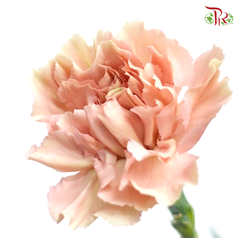 Carnation Special Colour - Honey(18-20 Stems)-Vintage-China-prflorist.com.my