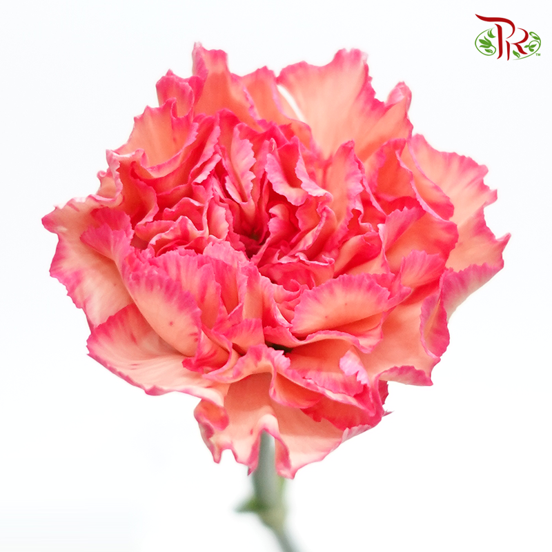 Carnation Special Colour - Juicy Peach (18-20 Stems)-Pink-China-prflorist.com.my