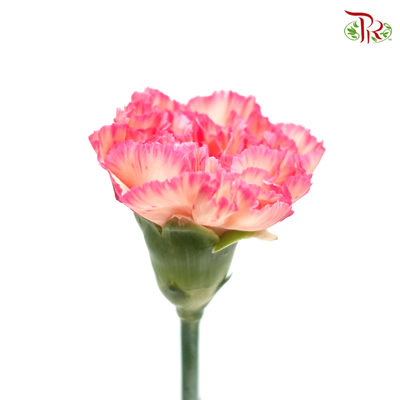 Carnation Special Colour - Juicy Peach (18-20 Stems)-Pink-China-prflorist.com.my