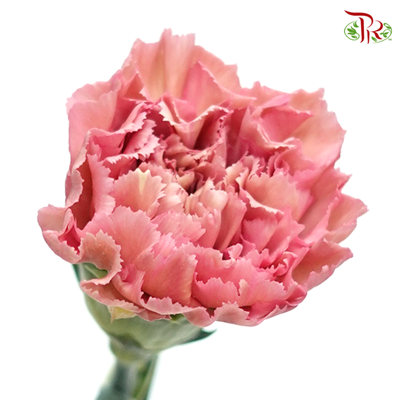 Carnation Special Colour - Morocco (18-20 Stems)-Pink-China-prflorist.com.my