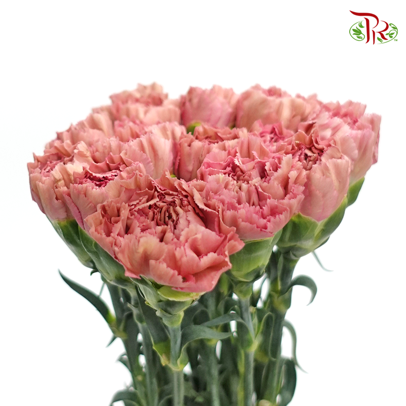 Carnation Special Colour - Morocco (18-20 Stems)-Pink-China-prflorist.com.my