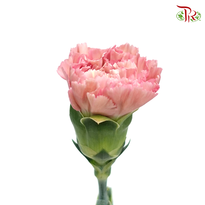 Carnation Special Colour - Morocco (18-20 Stems)-Pink-China-prflorist.com.my