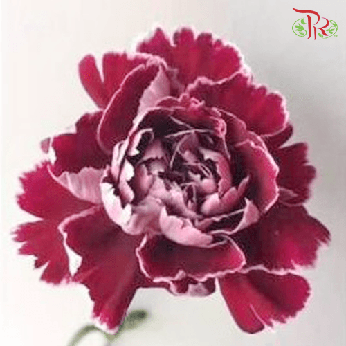 Carnation Special Colour - Mrs Pam (18-20 Stems)-Purple-China-prflorist.com.my