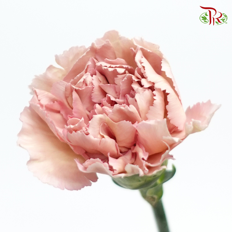 Carnation Special Colour - Princess Tasha (18-20 Stems)-Vintage-China-prflorist.com.my