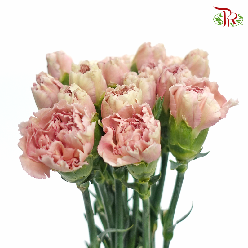 Carnation Special Colour - Princess Tasha (18-20 Stems)-Vintage-China-prflorist.com.my