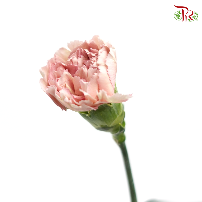Carnation Special Colour - Princess Tasha (18-20 Stems)-Vintage-China-prflorist.com.my