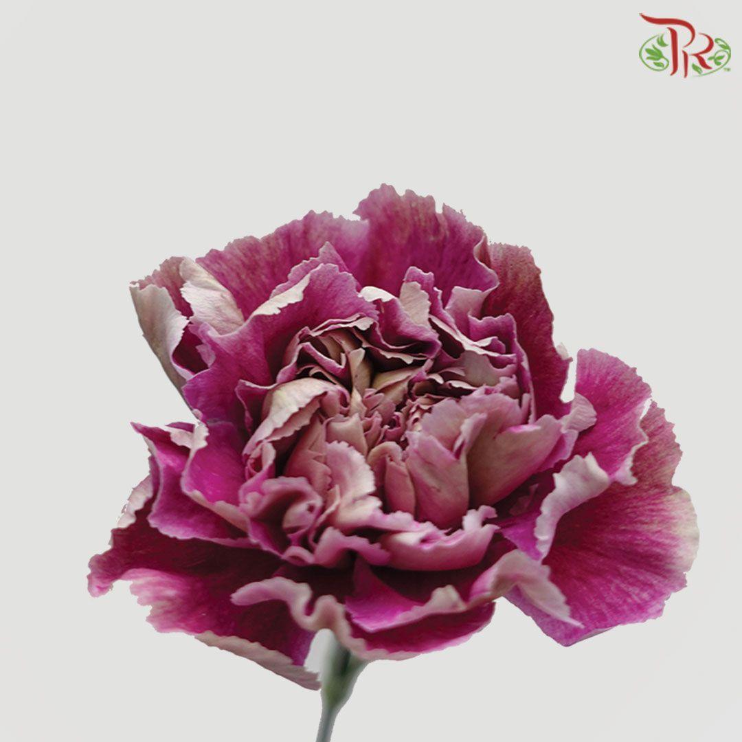 Carnation Special Colour - Purple Brown Outer (18-20 Stems)-Purple-China-prflorist.com.my