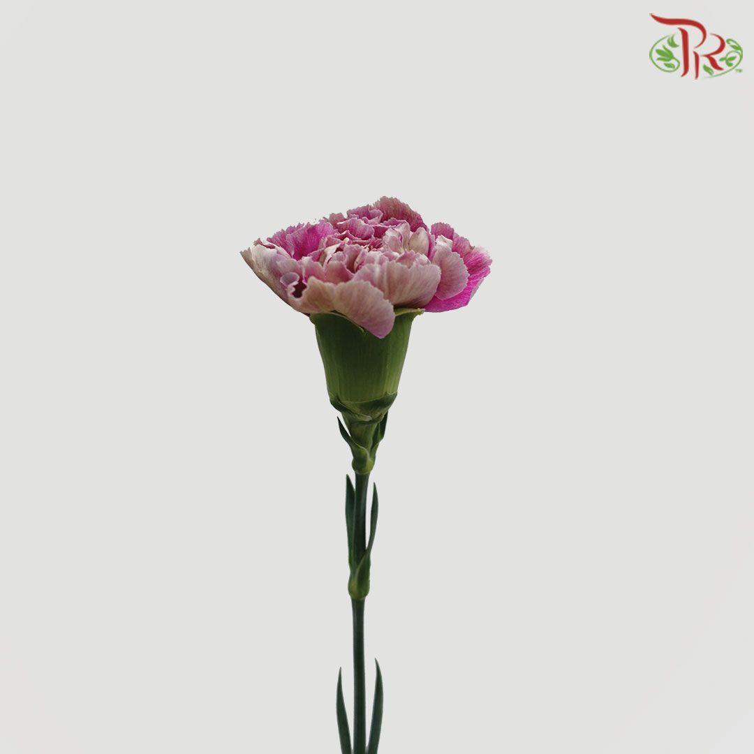 Carnation Special Colour - Purple Brown Outer (18-20 Stems)-Purple-China-prflorist.com.my