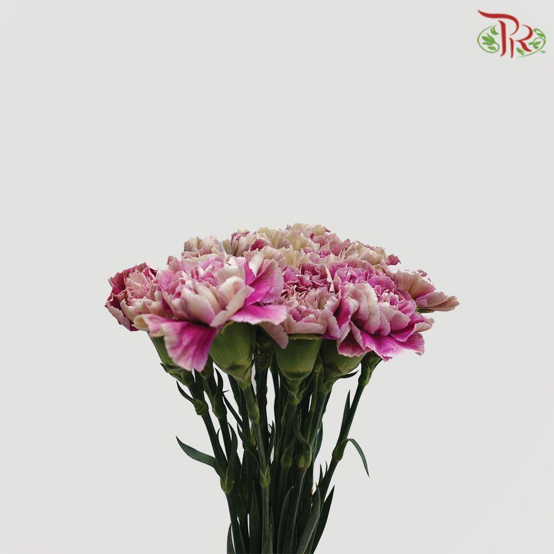 Carnation Special Colour - Purple Brown Outer (18-20 Stems)-Purple-China-prflorist.com.my
