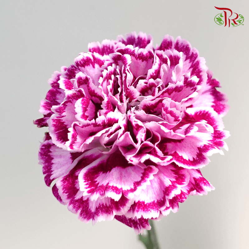 Carnation Special Colour - Purple With Outline ( 18-20stems )-Purple-China-prflorist.com.my