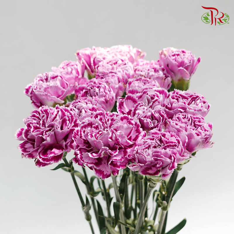 Carnation Special Colour - Purple With Outline ( 18-20stems )-Purple-China-prflorist.com.my