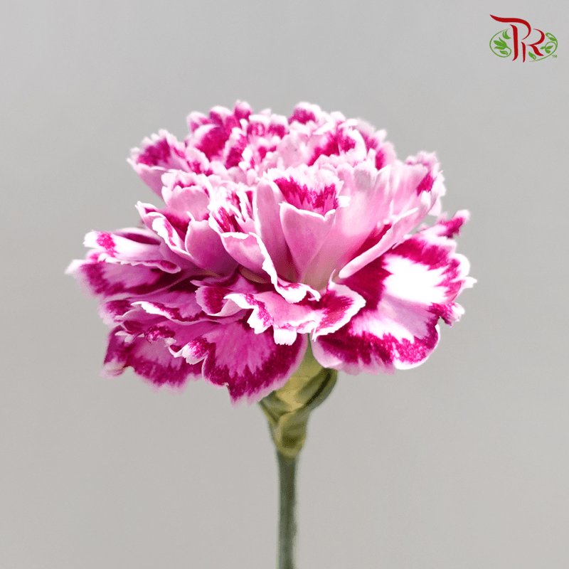 Carnation Special Colour - Purple With Outline ( 18-20stems )-Purple-China-prflorist.com.my