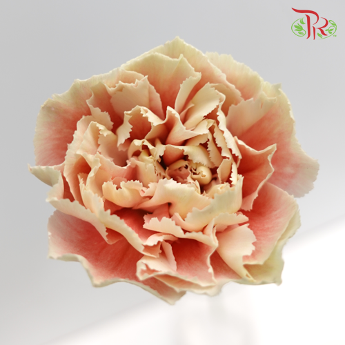 Carnation Special Colour - Spring Time (18-20 Stems)-Pink-China-prflorist.com.my