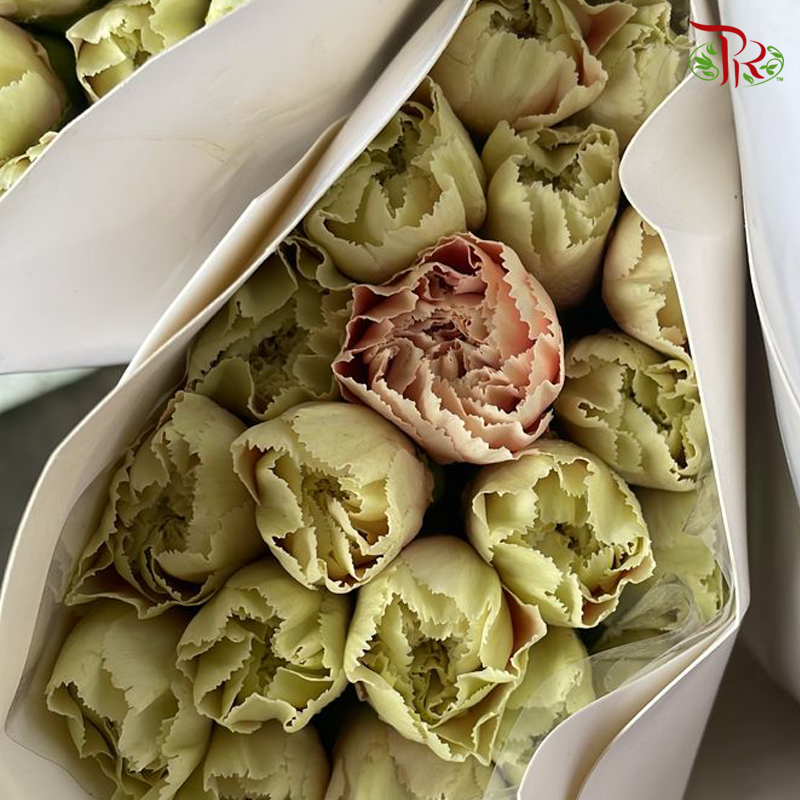 Carnation Special Colour - Spring Time (18-20 Stems)-Pink-China-prflorist.com.my