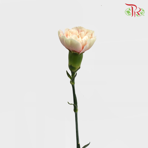 Carnation Special Colour - Spring Time (18-20 Stems)-Pink-China-prflorist.com.my