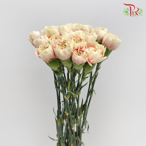 Carnation Special Colour - Spring Time (18-20 Stems)-Pink-China-prflorist.com.my