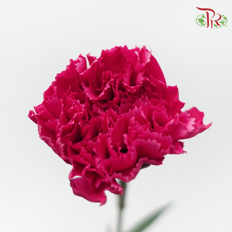 Carnation Special Colour - St Bombay (18-20 Stems)-Pink-China-prflorist.com.my