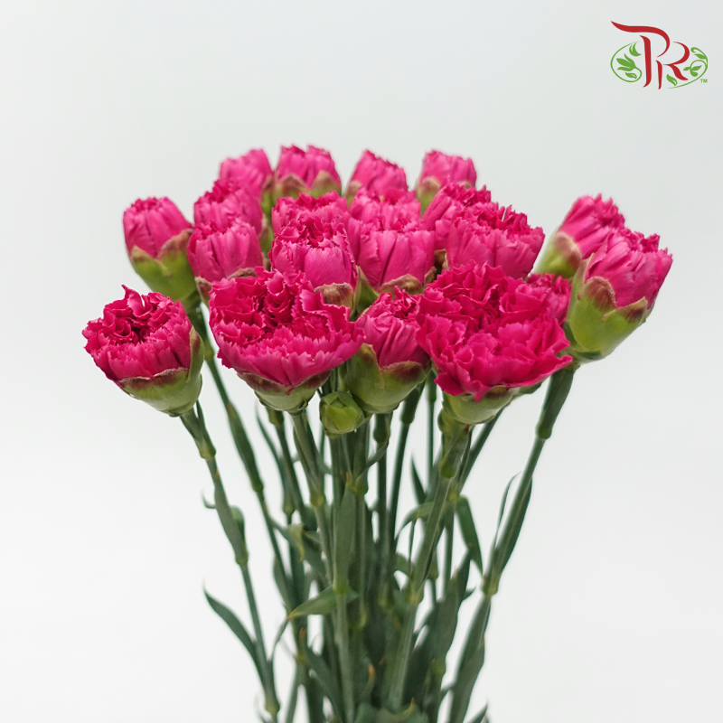 Carnation Special Colour - St Bombay (18-20 Stems)-Pink-China-prflorist.com.my