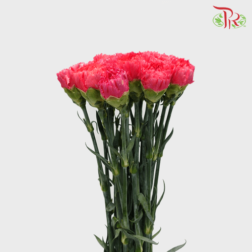Carnation Special Colour - St Bombay (18-20 Stems)-Pink-China-prflorist.com.my