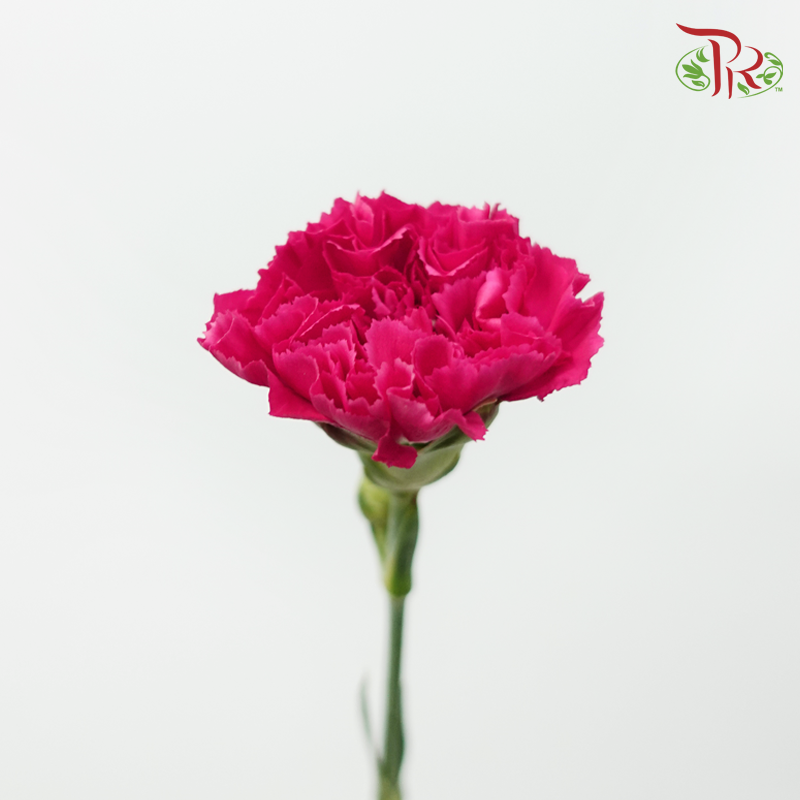 Carnation Special Colour - St Bombay (18-20 Stems)-Pink-China-prflorist.com.my