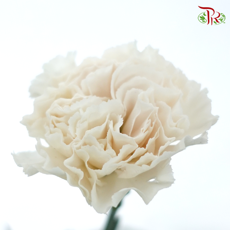 Carnation Special Colour - St Huan Yan (18-20 Stems)-White-China-prflorist.com.my
