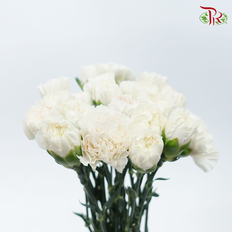 Carnation Special Colour - St Huan Yan (18-20 Stems)-White-China-prflorist.com.my