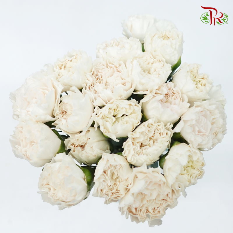 Carnation Special Colour - St Huan Yan (18-20 Stems)-White-China-prflorist.com.my