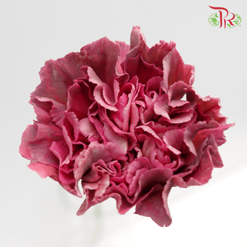 Carnation Special Colour - St Ling Long (18-20 Stems)-Pink-China-prflorist.com.my