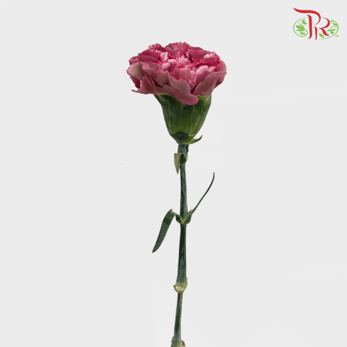 Carnation Special Colour - St Ling Long (18-20 Stems)-Pink-China-prflorist.com.my