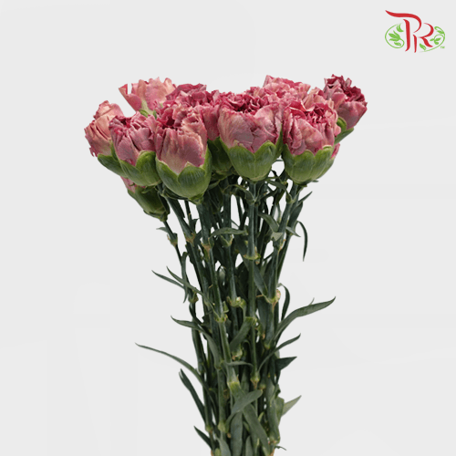 Carnation Special Colour - St Ling Long (18-20 Stems)-Pink-China-prflorist.com.my