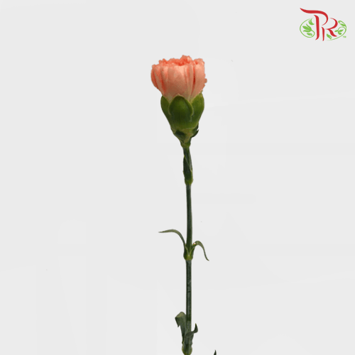 Carnation Special Colour - St Orange Memories (18-20 Stems)-Orange-China-prflorist.com.my