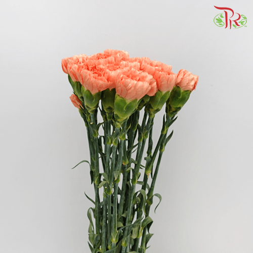 Carnation Special Colour - St Orange Memories (18-20 Stems)-Orange-China-prflorist.com.my