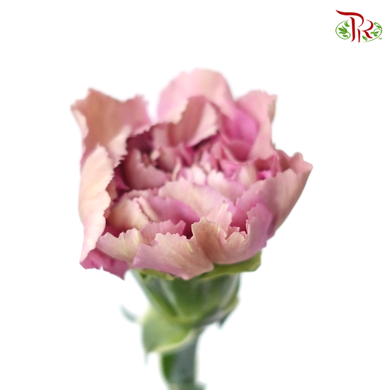 Carnation Special Colour - St The Love Of Cuba-1 (18-20 Stems)-China-prflorist.com.my