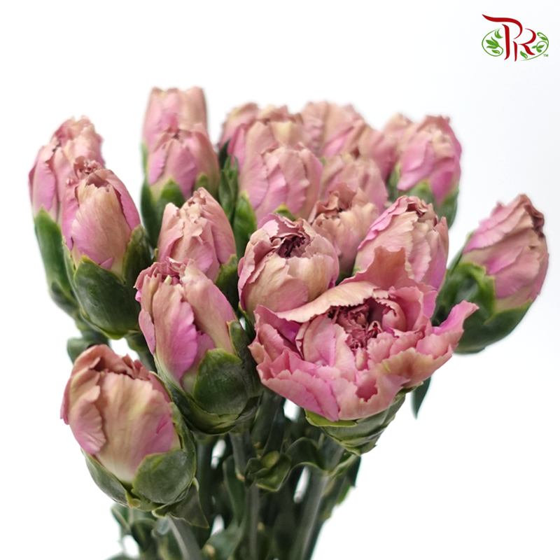 Carnation Special Colour - St The Love Of Cuba-1 (18-20 Stems)-China-prflorist.com.my