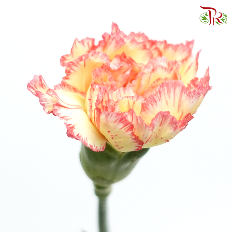 Carnation Special Colour - Yellow Red (18-20 Stems)-Yellow-China-prflorist.com.my