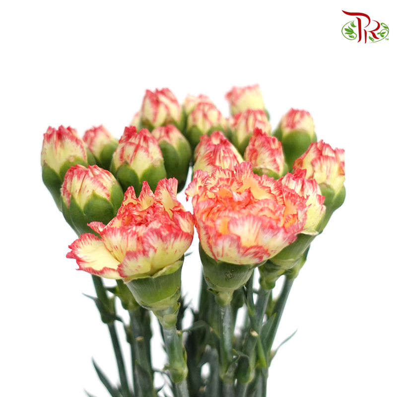Carnation Special Colour - Yellow Red (18-20 Stems)-Yellow-China-prflorist.com.my