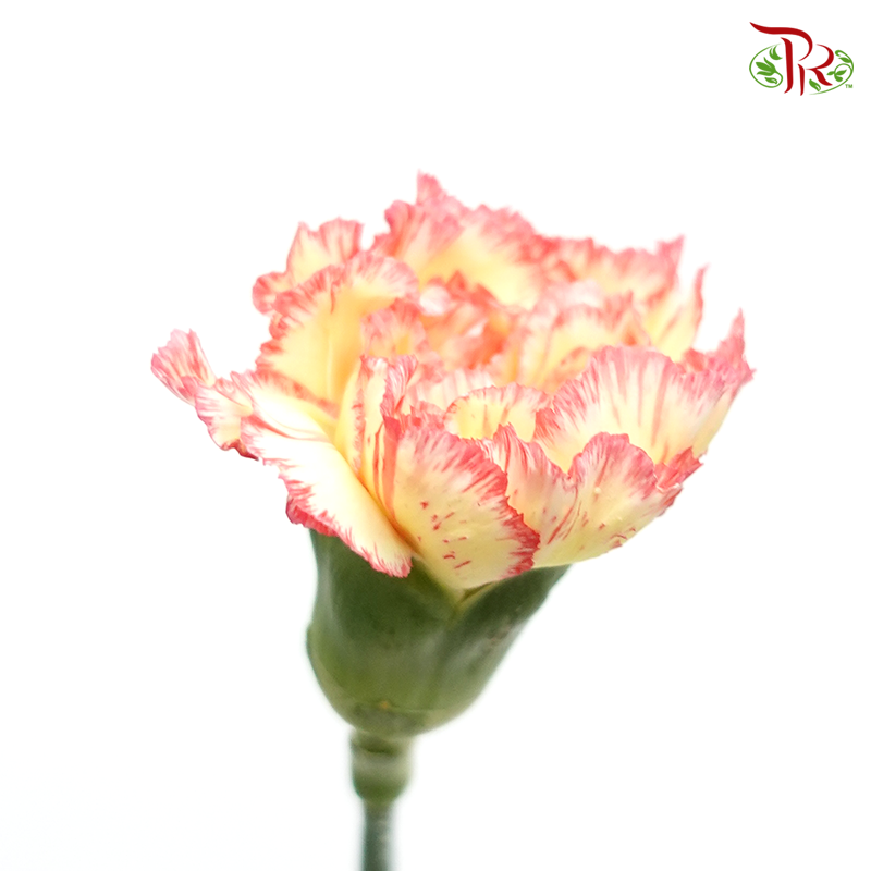 Carnation Special Colour - Yellow Red (18-20 Stems)-Yellow-China-prflorist.com.my