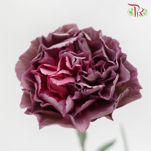 Carnation Special Colour - Zibo (18-20 Stems)-Purple-China-prflorist.com.my