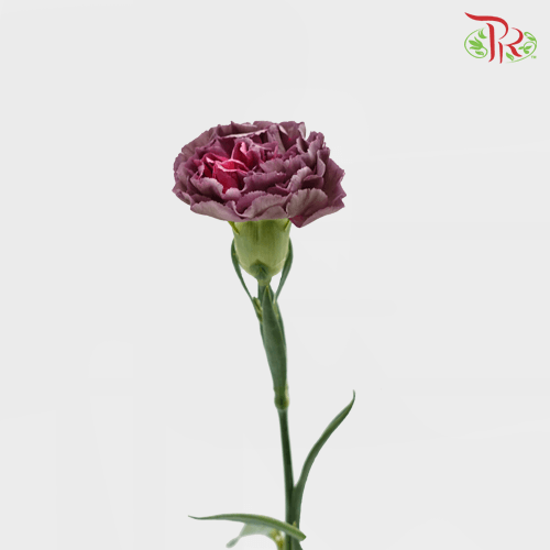 Carnation Special Colour - Zibo (18-20 Stems)-Purple-China-prflorist.com.my