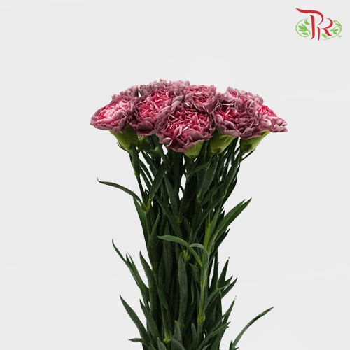 Carnation Special Colour - Zibo (18-20 Stems)-Purple-China-prflorist.com.my