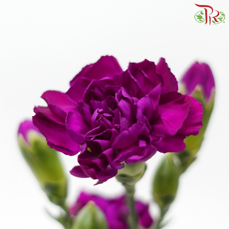 Carnation Spray - Adria Purple (19-20 Stems)-Adria Purple-Vietnam-prflorist.com.my