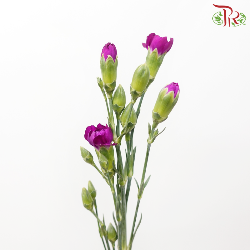 Carnation Spray - Adria Purple (19-20 Stems)-Adria Purple-Vietnam-prflorist.com.my