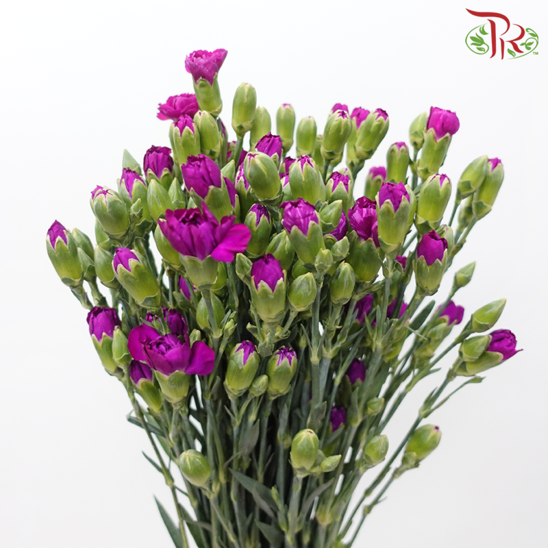 Carnation Spray - Adria Purple (19-20 Stems)-Adria Purple-Vietnam-prflorist.com.my